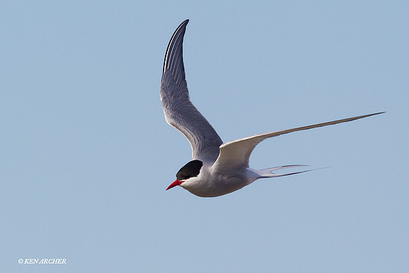 NMAT00217 Arctic Tern