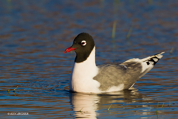 FNGL00322 Franklin's Gull