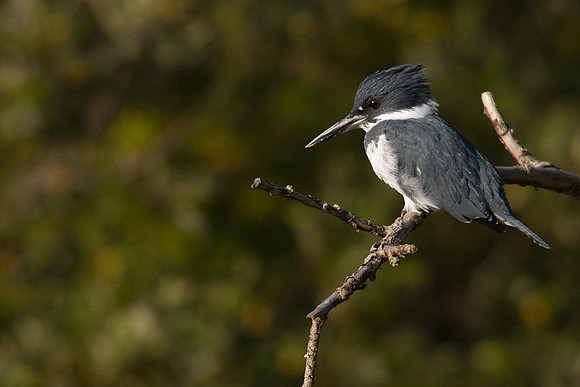 BK00138-Belted-Kingfisher