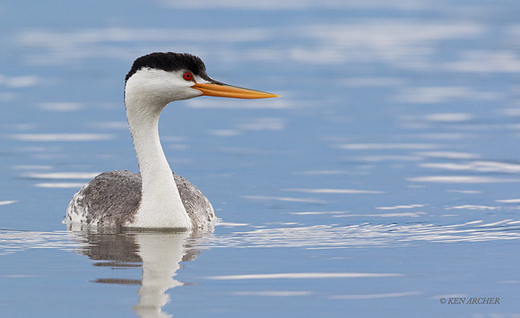 CLGR00939 - Clark's Grebe