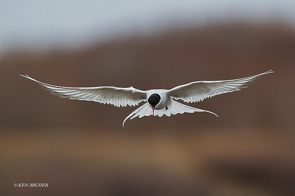 NMAT00514 - Arctic Tern