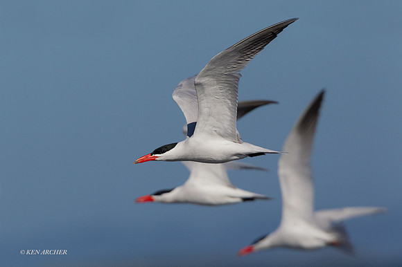CNTN00191 - Caspian Tern