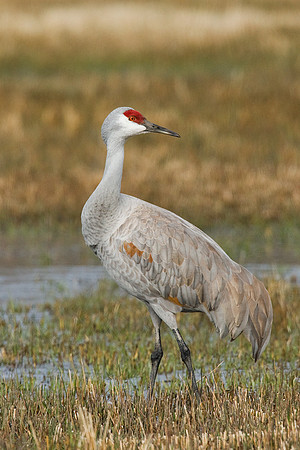 SHCR00056-Sandhill-Cranes