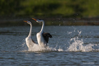 CLGR00499 - Clark's Grebe (save)