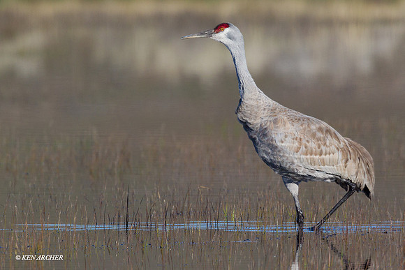 SHCR00572 Sandhill Crane