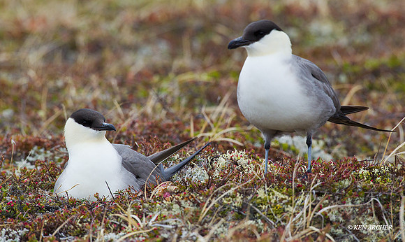 Long-tailed Jaeger Pair at Nest - NMLJ00603