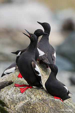 PNGT00207 Pigeon Guillemots