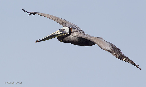 BRPL00043 Brown Pelican