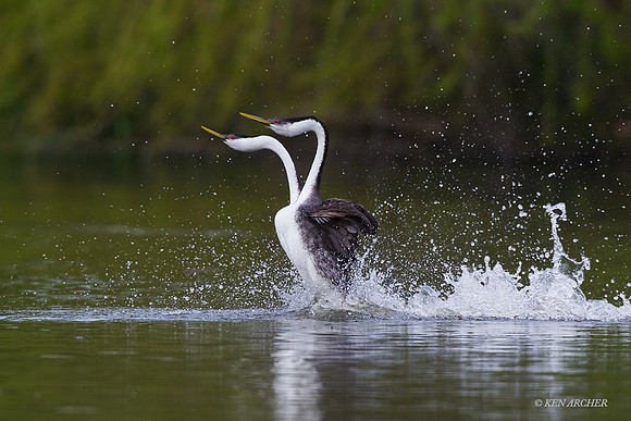 WNGR00143 - Western Grebe