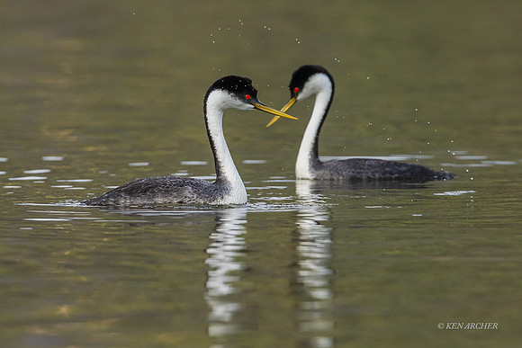 SDWG00200 - Western Grebe