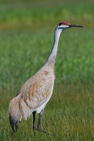 SHCR00377-Sandhill-Crane