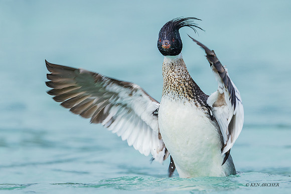 SARM00114 - Red-breasted Merganser