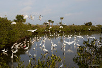 FLBV00101 - Mupltiple BIrd Species