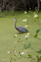 FLGB00045 - Great Blue Heron