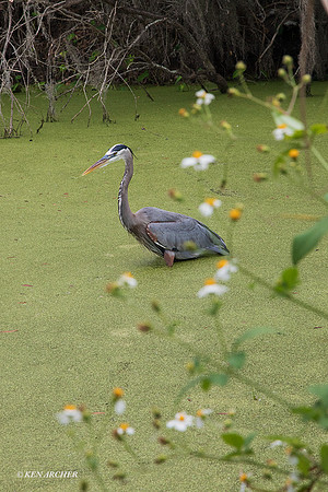 FLGB00045 - Great Blue Heron