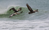 FLBP00033 - Brown Pelican