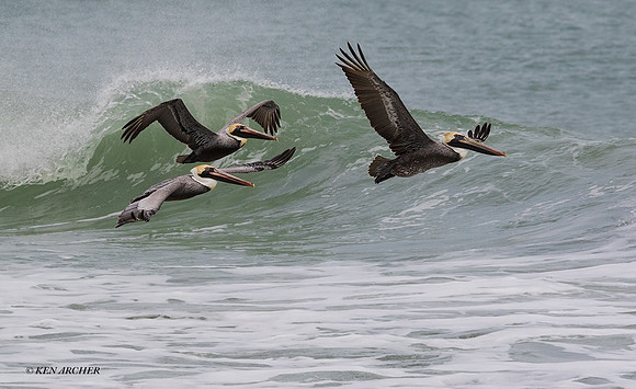 FLBP00033 - Brown Pelican