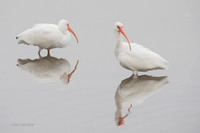 FLWI00080 - White Ibis