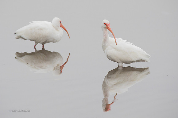 FLWI00080 - White Ibis