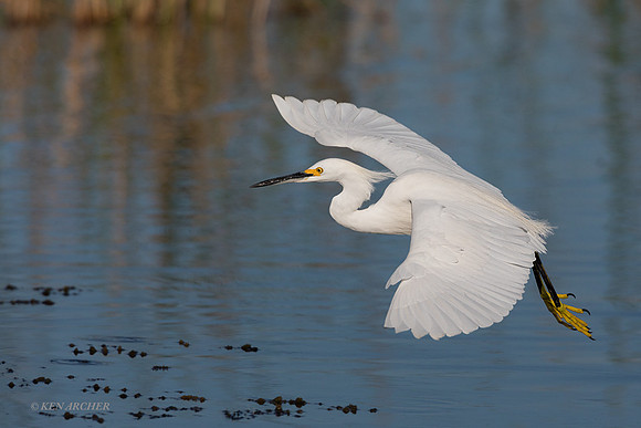 FLSE00046 - Snowy Egret