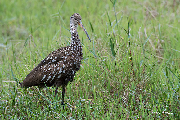 FLLK00060 - Limpkin