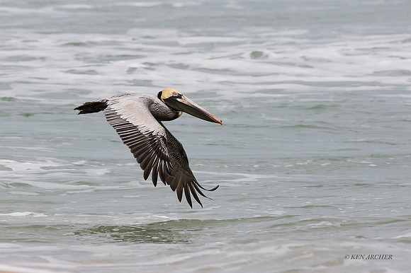 FLBP00021 - Brown Pelican