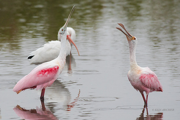 FLRS00075 - Roseate Spoonbill