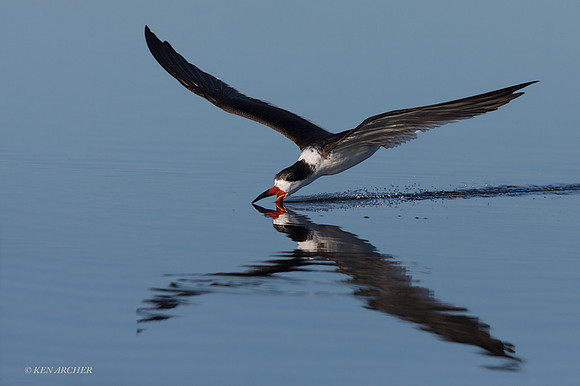 FLSK00029 - Black Skimmer