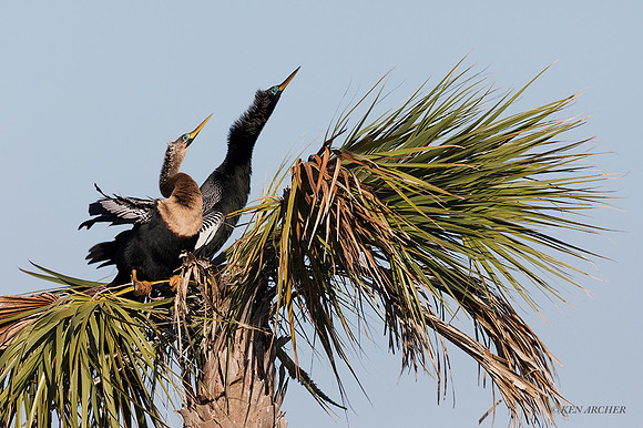 FLAH00162 - Anhinga