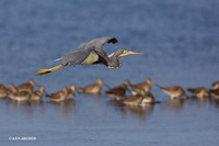 FLTH00096 - Tri-colored Heron