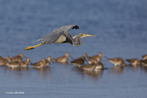 FLTH00096 - Tri-colored Heron