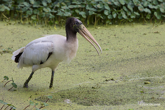 FLWS00033 - Wood Stork