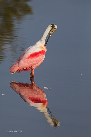FLRS00165 - Roseate Spoonbill