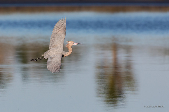 FLRE00095 - Reddish Egret