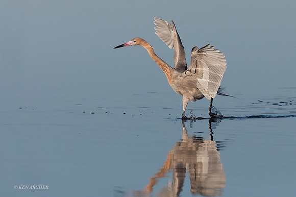 FLRE00042 - Reddish Egret