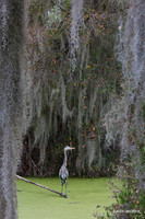 FLGB00024 - Great Blue Heron
