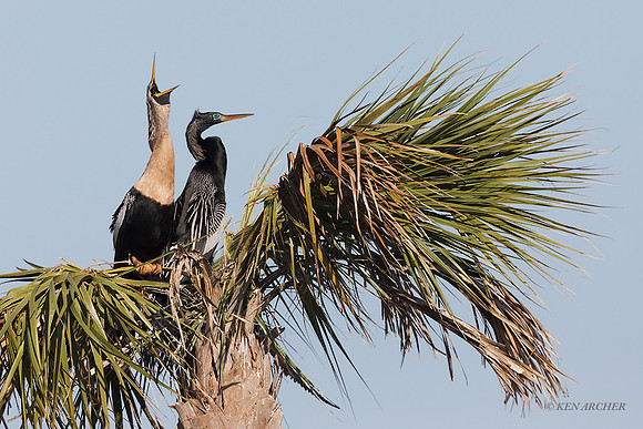 FLAH00121 - Anhinga