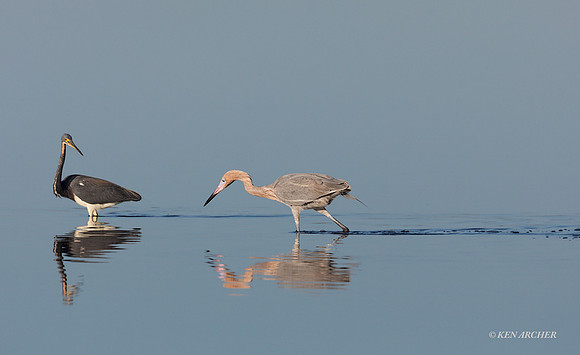 FLRE00070 - Reddish Egret