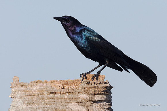 FLCG00001 - Common Grackle