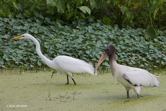 FLWS00027 - Wood Stork