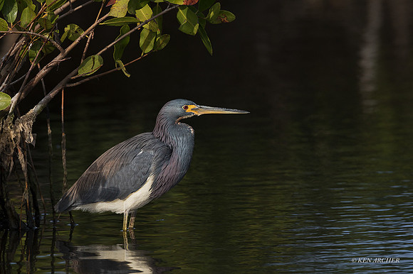 FLTH00162 - Tricolored Heron