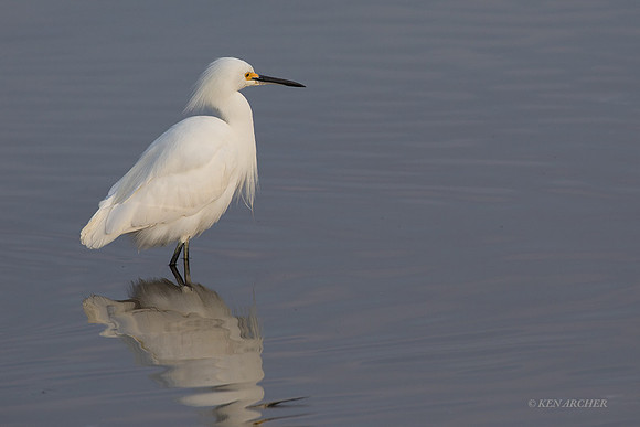 FLSE00121 - Snowy Egret