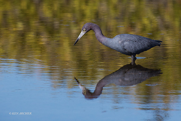 FLLB00012 - Little Blue Heron
