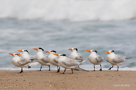 FLET00064 - Elegant Tern
