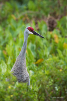 FLSC00009 - Sanhill Crane