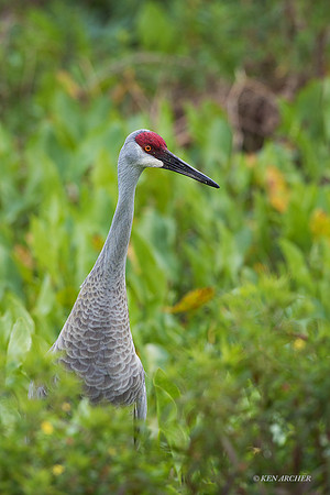 FLSC00009 - Sanhill Crane