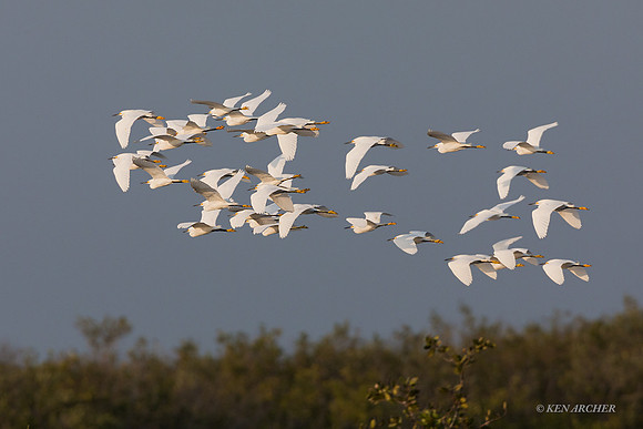 FLSE00103 - Snowy Egret