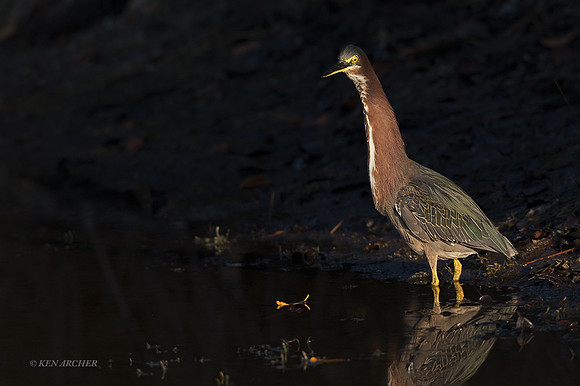 FLGB00008 - Green-backed Heron