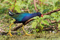 FLPG00038 - Purple Gallinule