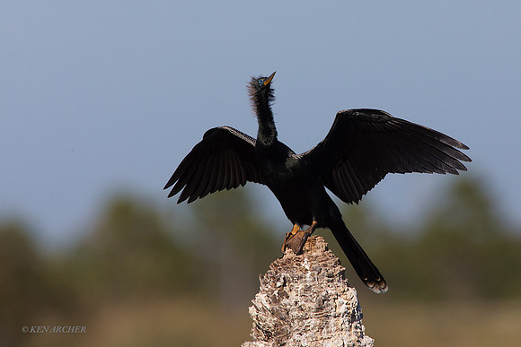 FLAH00054 - Anhinga